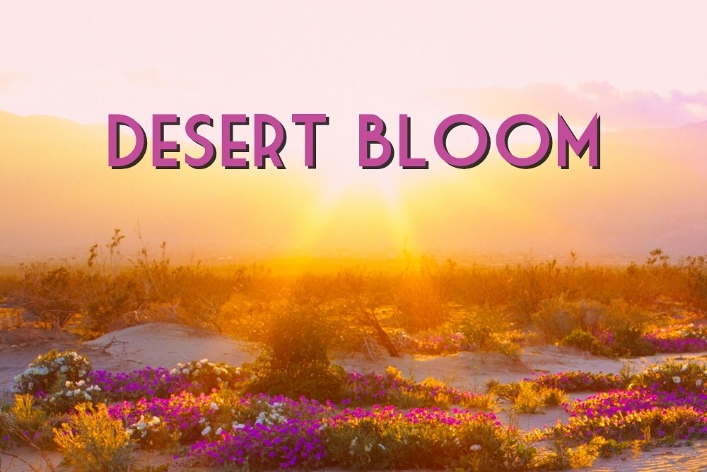 Desert Bloom Collection